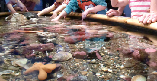 Skolbarn besöker Tjärnö marinbiologiska.
